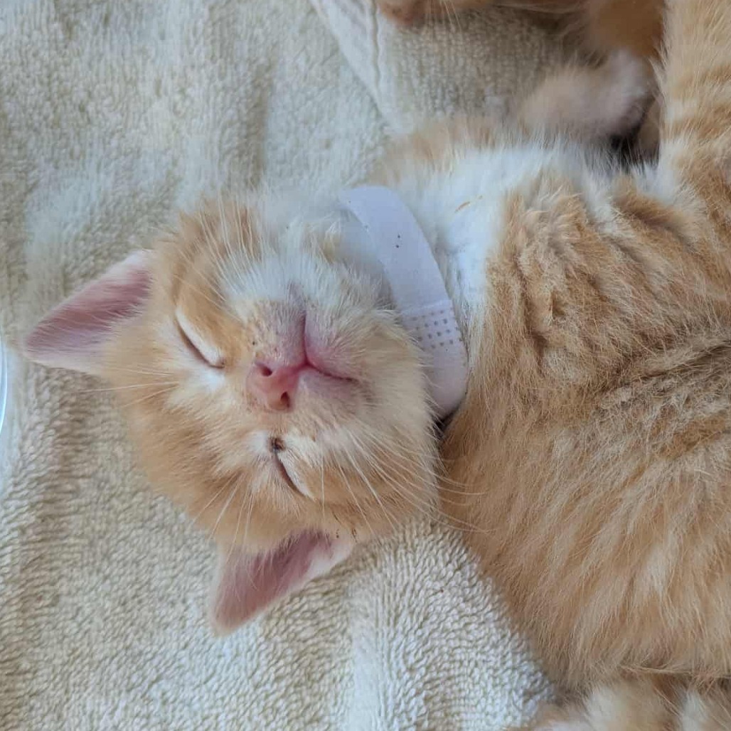 Cheez-It