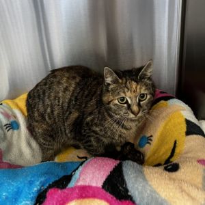 Linda, Young Female Domestic Short Hair