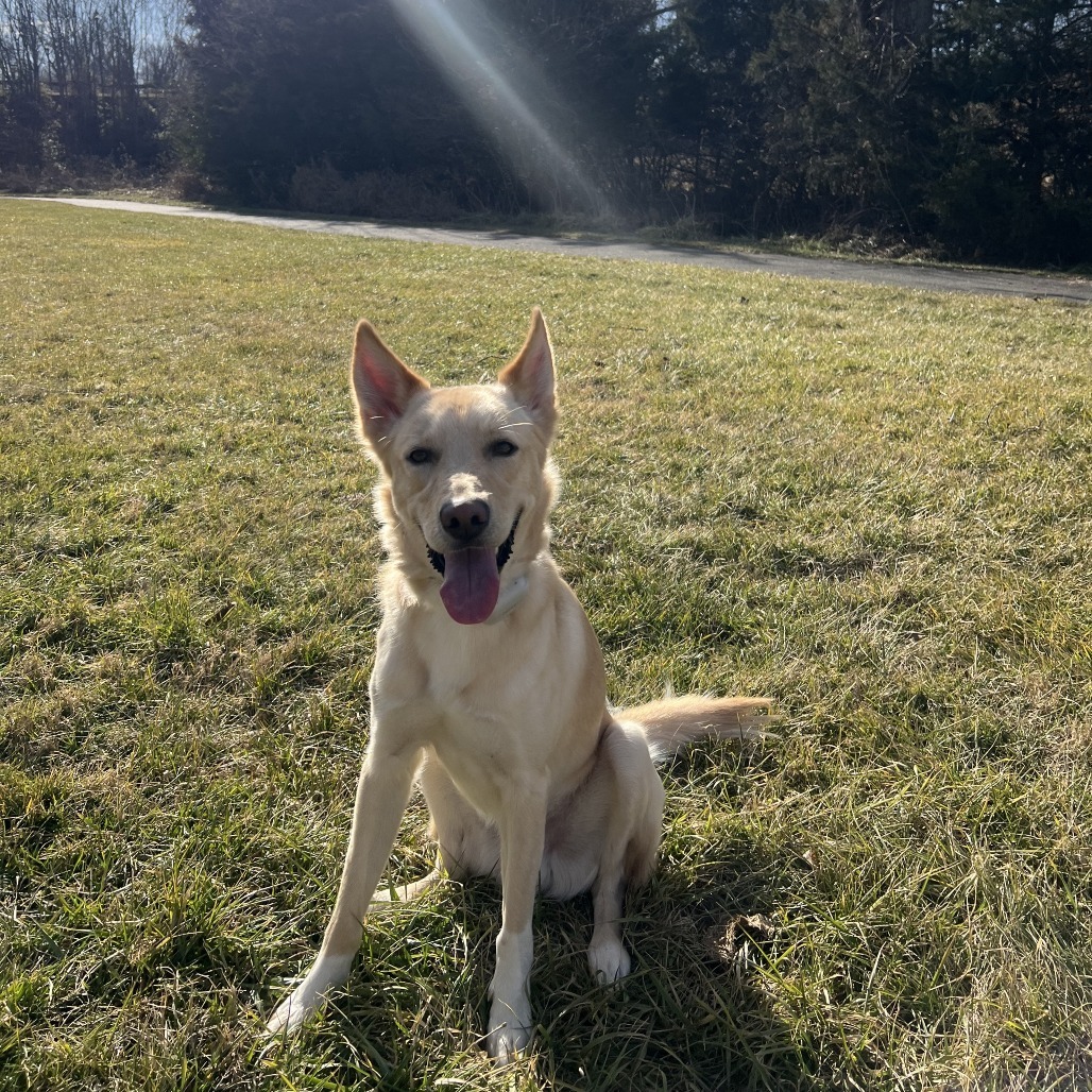 Maverick