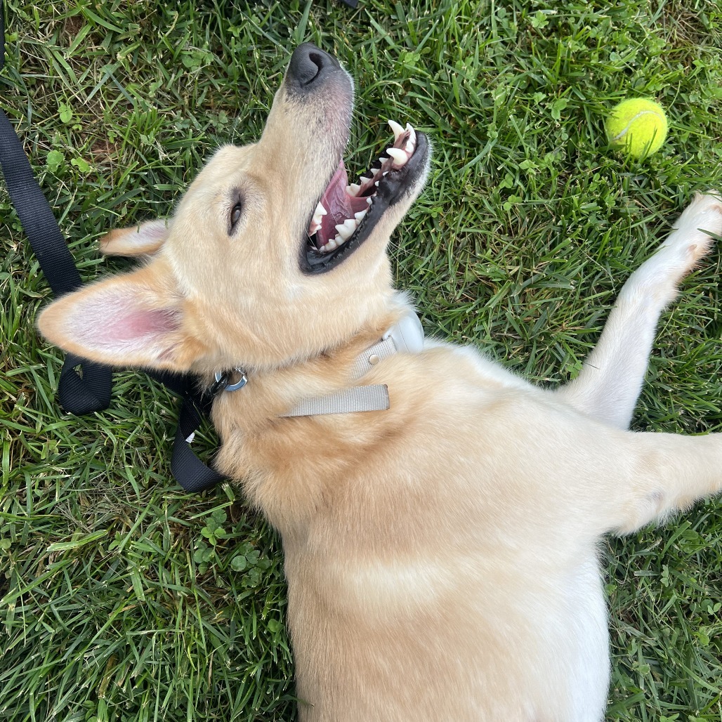 Maverick