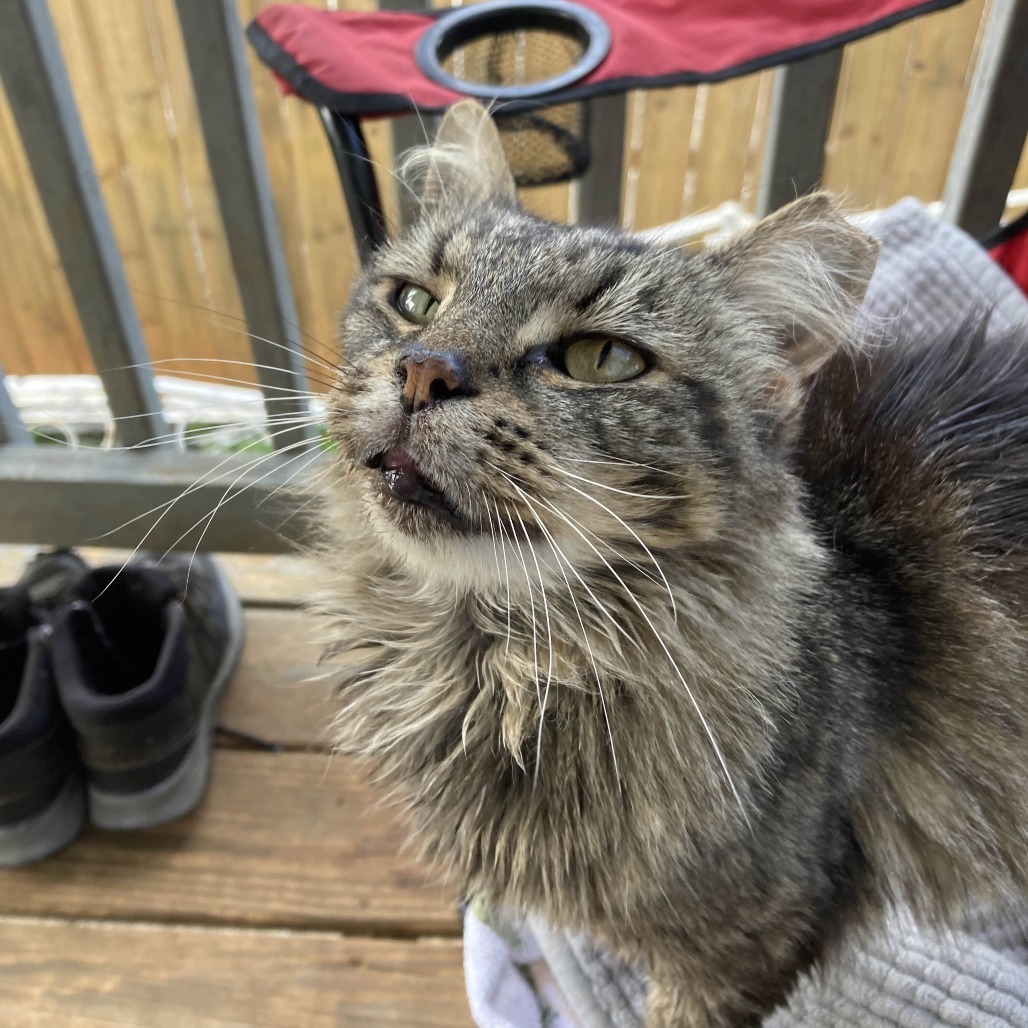 Little Miss