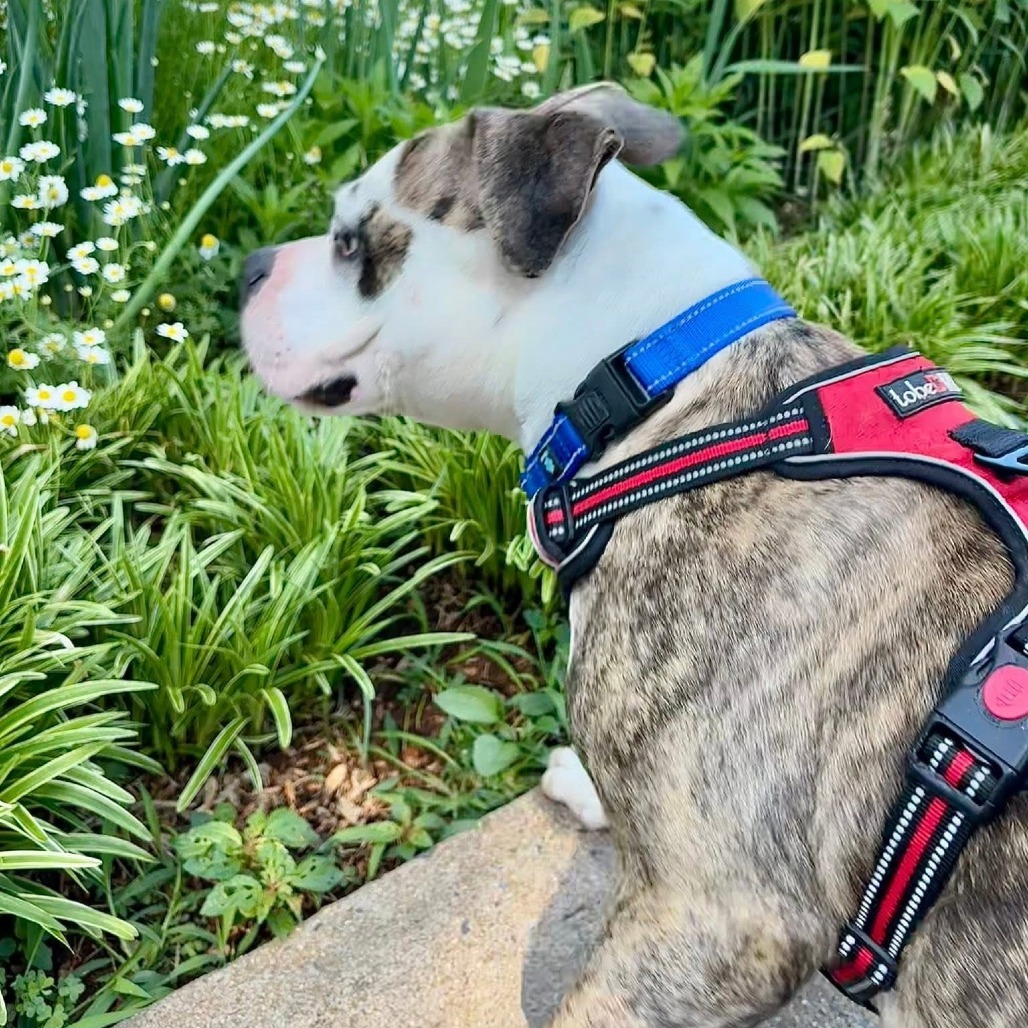 Chevy