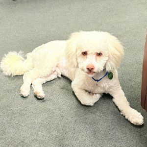 Say hello to Bentley-a charming 18-pound poodle with movie-star looks and a personality to match W