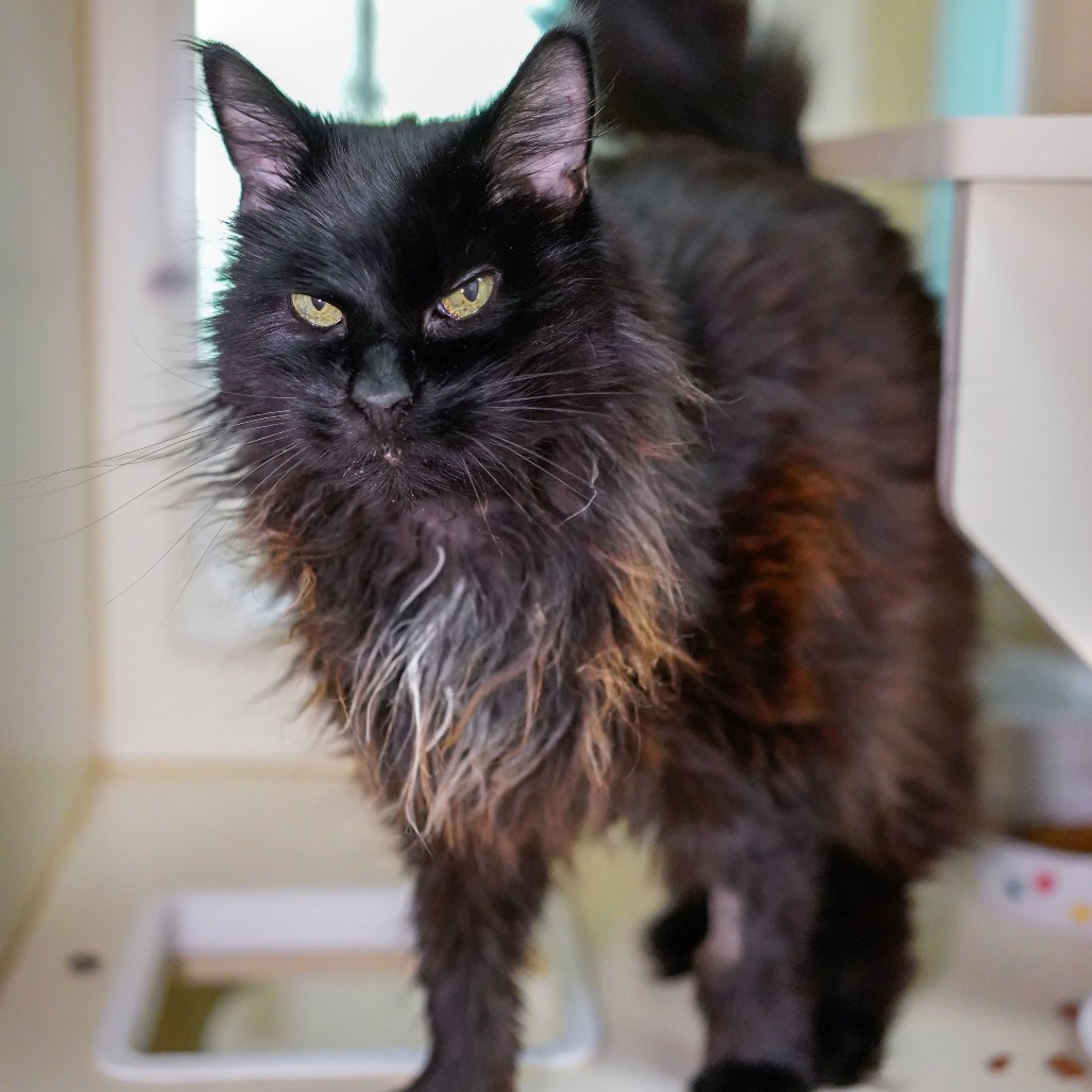 Princess, an adoptable Domestic Long Hair in Thomaston, ME, 04861 | Photo Image 1