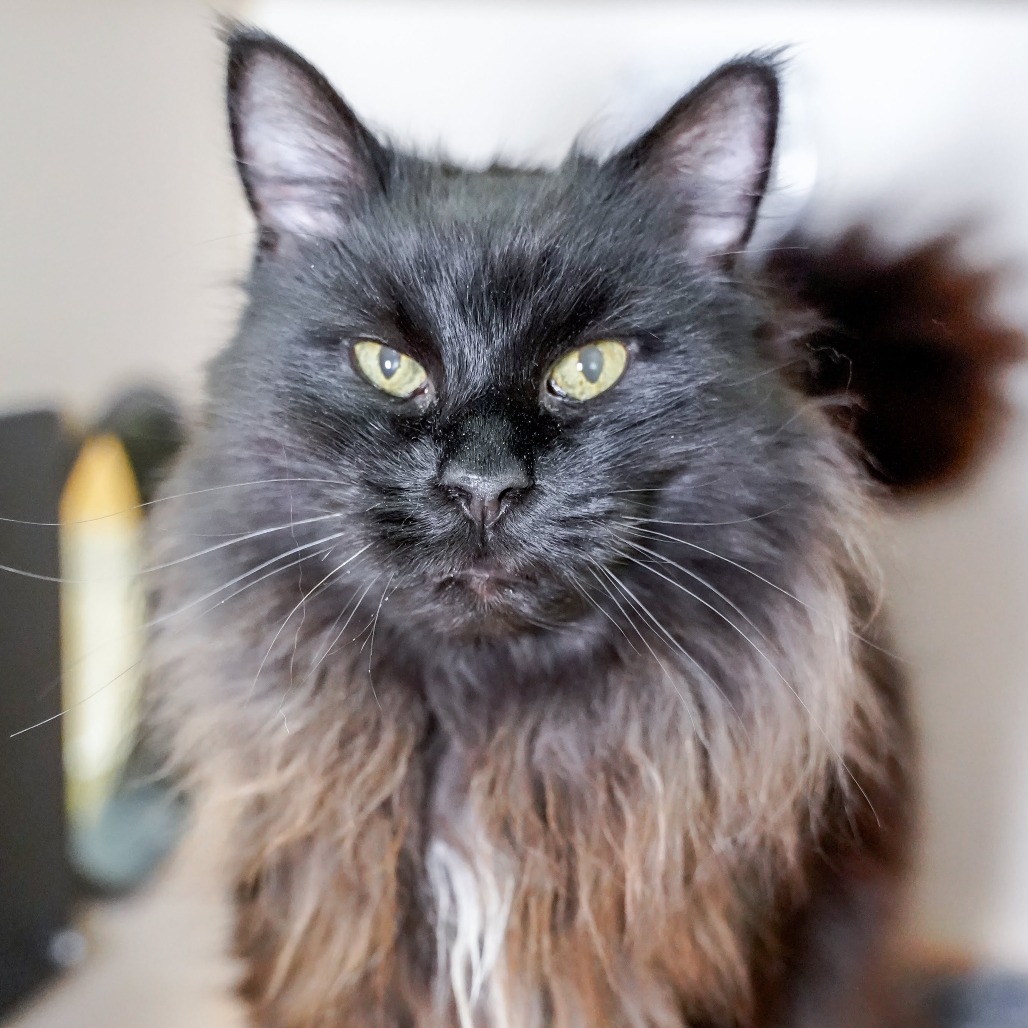 Princess, an adoptable Domestic Long Hair in Thomaston, ME, 04861 | Photo Image 3