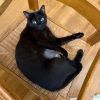 Luna photo 2