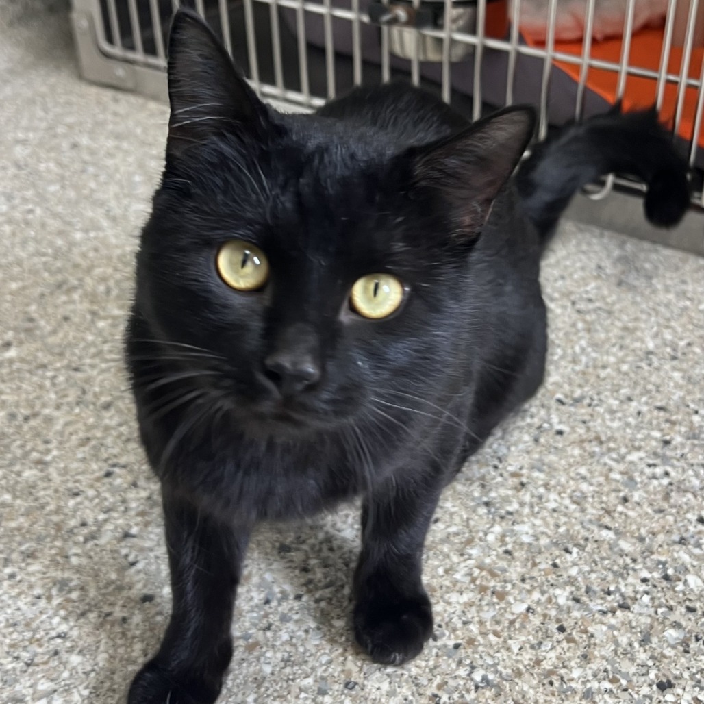 Guinness, an adoptable Domestic Short Hair in Detroit Lakes, MN, 56501 | Photo Image 1