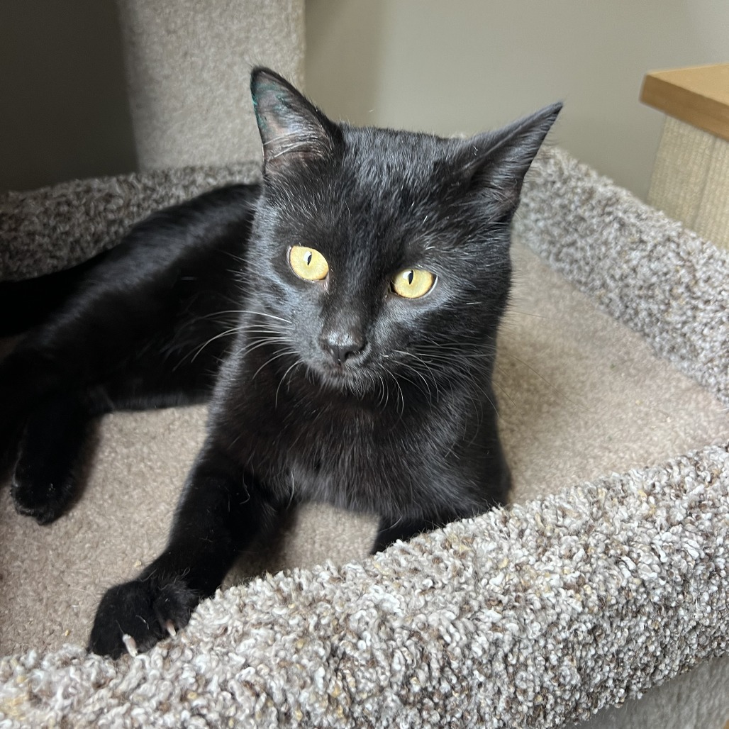 Guinness, an adoptable Domestic Short Hair in Detroit Lakes, MN, 56501 | Photo Image 2