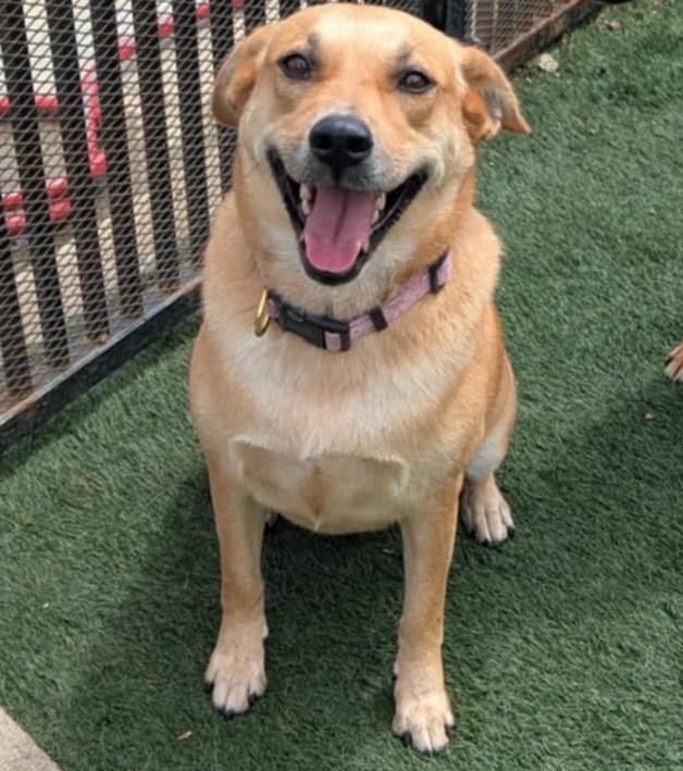 Dixie