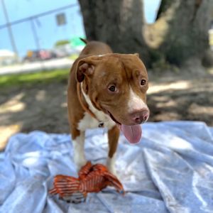 Chuck Norris, Adult Male Pit Bull Terrier