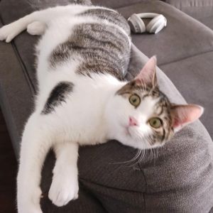 Caillou, Young Male Domestic Short Hair