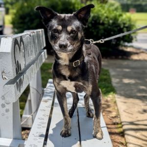 Frida (HW+) 05-2847, Adult Female Terrier
