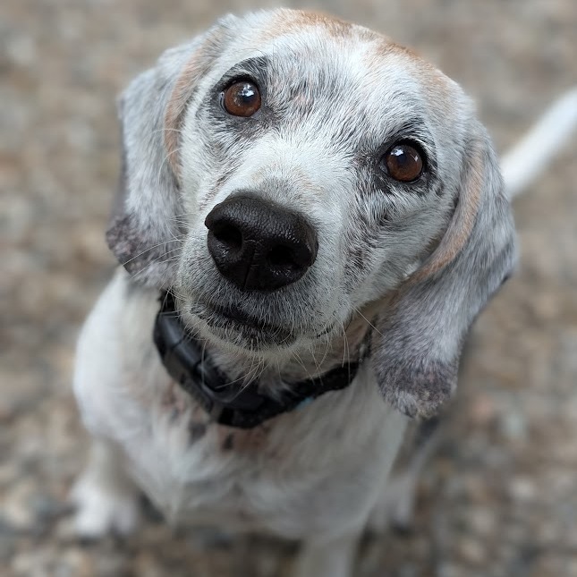 Wilbur