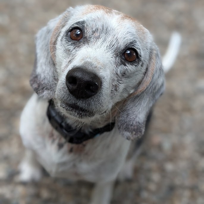 Wilbur