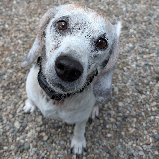 Wilbur