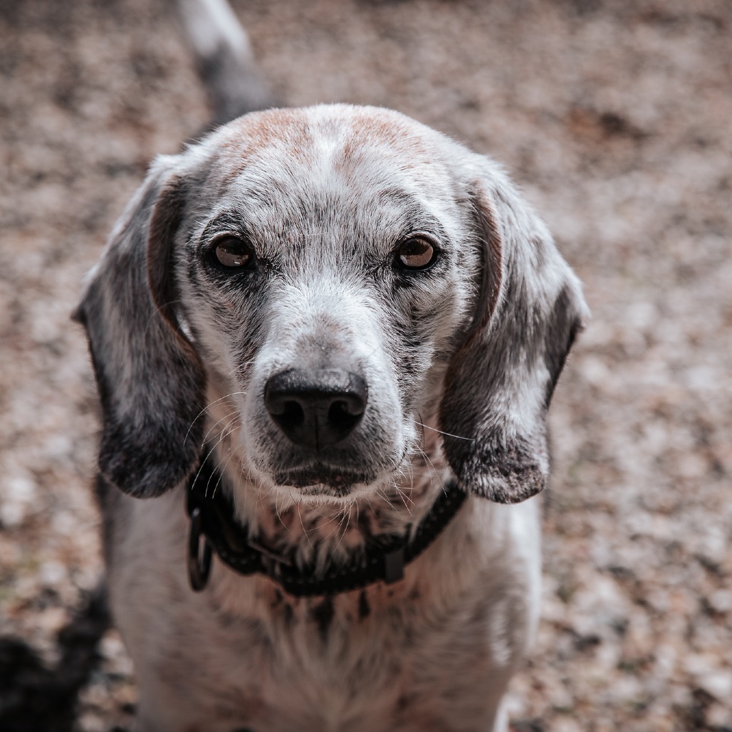 Wilbur