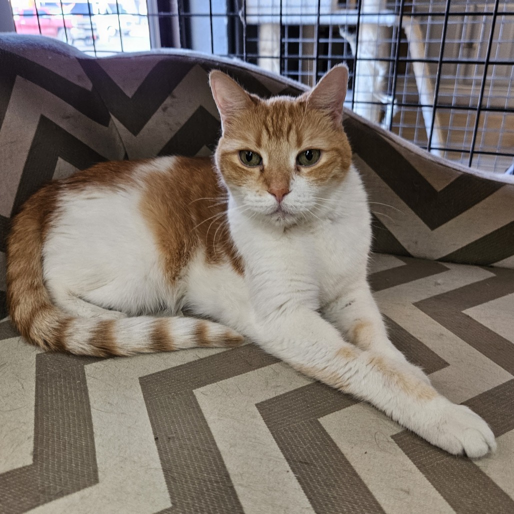 Ginger, an adoptable Domestic Short Hair in Las Vegas, NV, 89146 | Photo Image 1