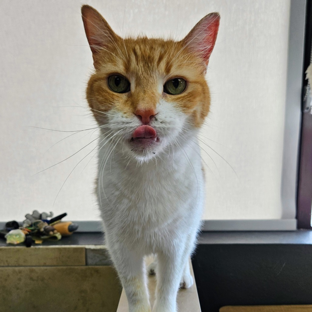 Ginger, an adoptable Domestic Short Hair in Las Vegas, NV, 89146 | Photo Image 1
