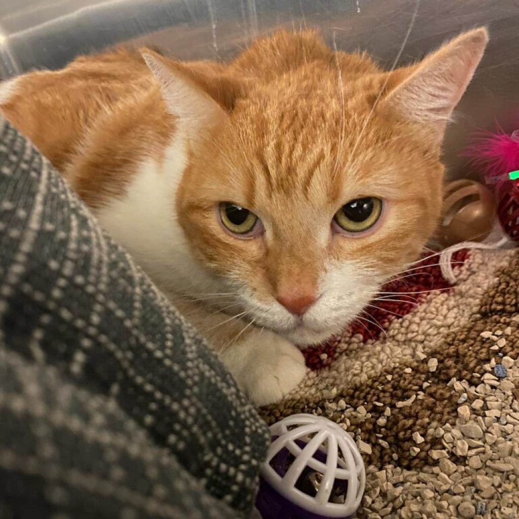 Ginger, an adoptable Domestic Short Hair in Las Vegas, NV, 89146 | Photo Image 2