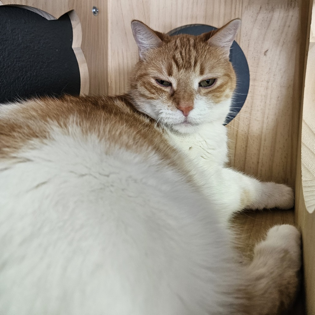 Ginger, an adoptable Domestic Short Hair in Las Vegas, NV, 89146 | Photo Image 3