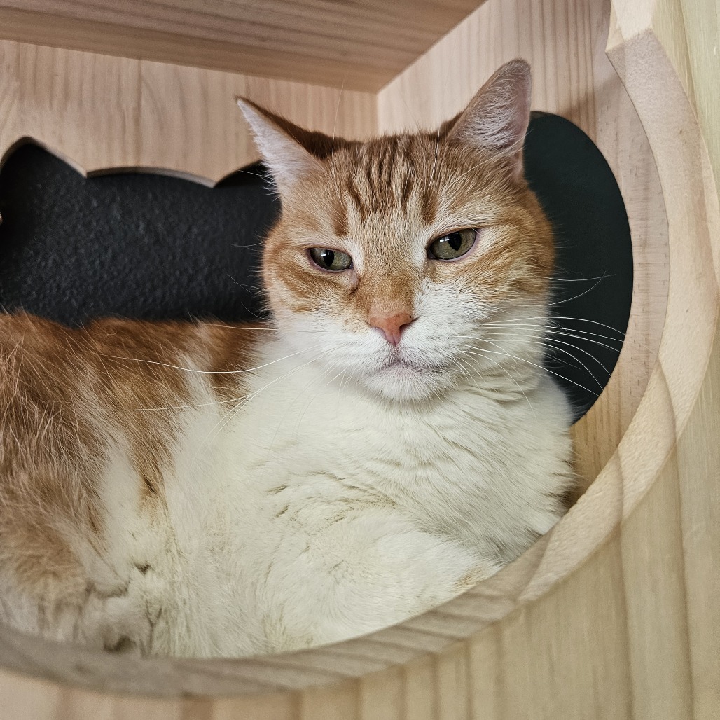 Ginger, an adoptable Domestic Short Hair in Las Vegas, NV, 89146 | Photo Image 4