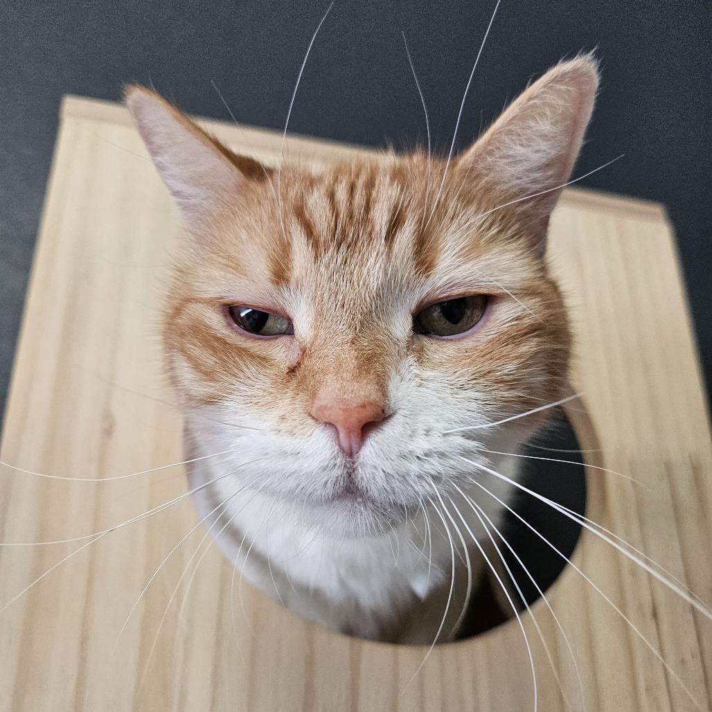 Ginger, an adoptable Domestic Short Hair in Las Vegas, NV, 89146 | Photo Image 5