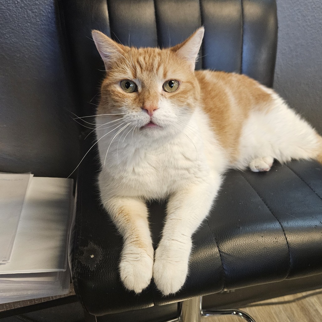 Ginger, an adoptable Domestic Short Hair in Las Vegas, NV, 89146 | Photo Image 6