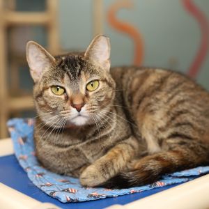 Adamita, Adult Female Domestic Short Hair