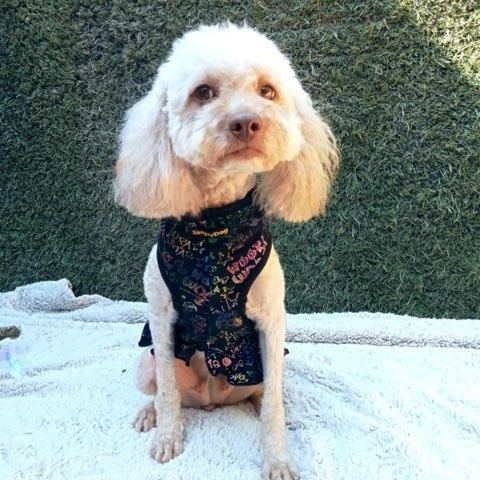 Rosie