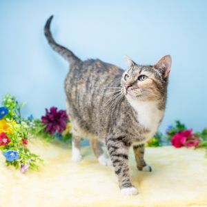 Elle Macpher, Adult Female Domestic Short Hair