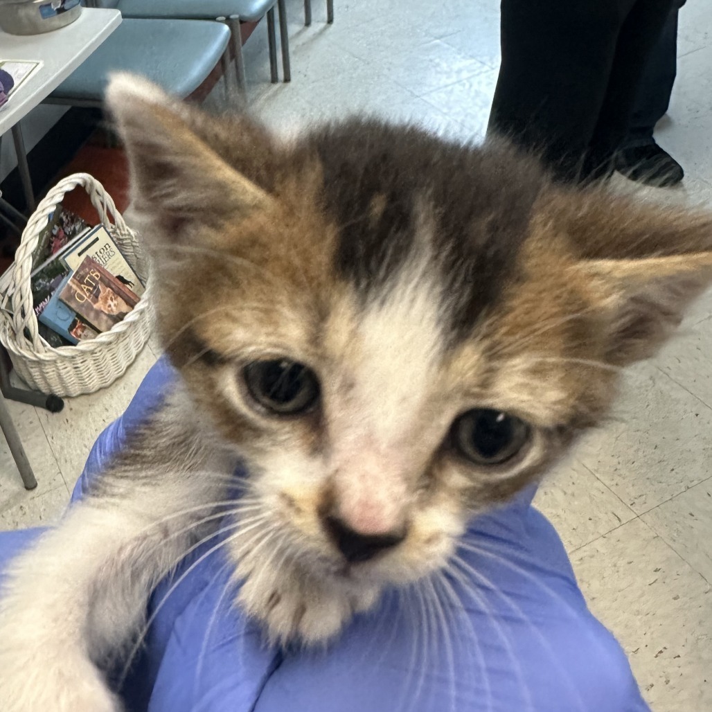 5/28/25 Davis Ave. Stray