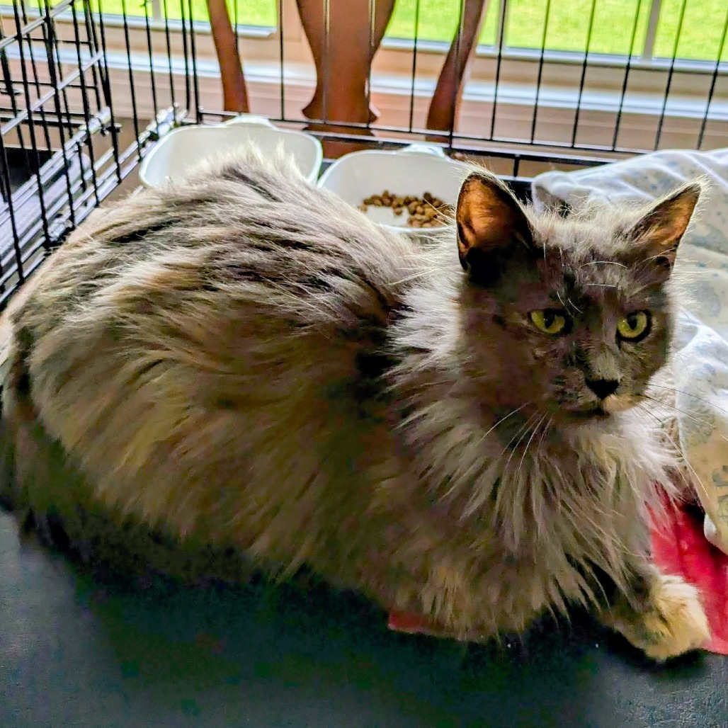 Francesca, an adoptable Domestic Long Hair, Nebelung in Nashville, TN, 37205 | Photo Image 1