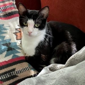 Cilantro, Adult Male Domestic Short Hair