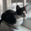 Cilantro photo 4