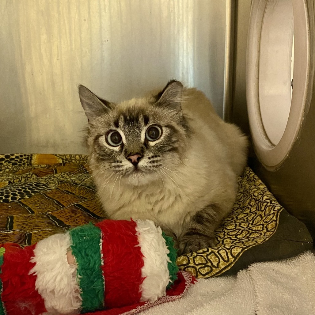 Twiggy, an adoptable Domestic Long Hair in Cheyenne, WY, 82007 | Photo Image 1