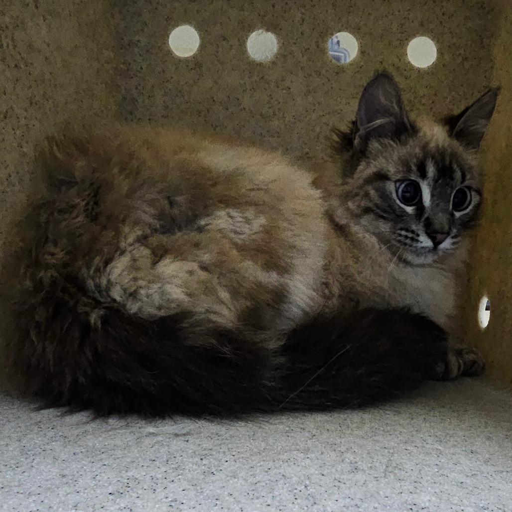 Twiggy, an adoptable Domestic Long Hair in Cheyenne, WY, 82007 | Photo Image 2