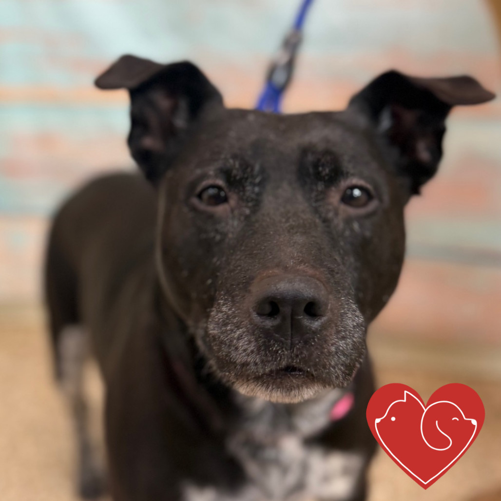 Bella Ray, an adoptable Mixed Breed in Cheyenne, WY, 82007 | Photo Image 1