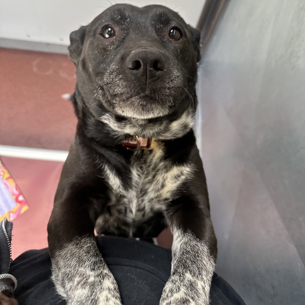 Bella Ray, an adoptable Mixed Breed in Cheyenne, WY, 82007 | Photo Image 2