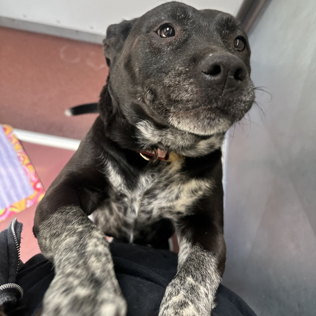 Bella Ray, an adoptable Mixed Breed in Cheyenne, WY, 82007 | Photo Image 3