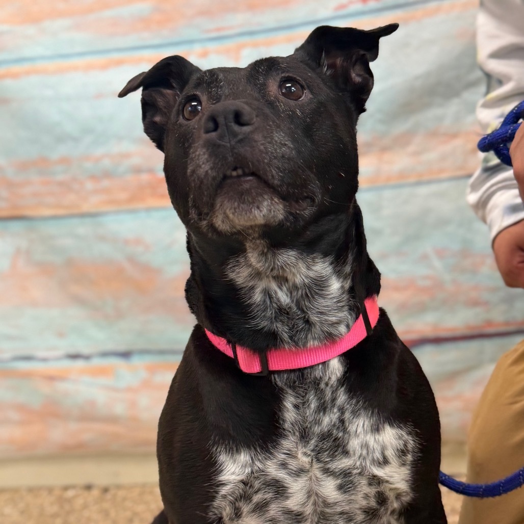 Bella Ray, an adoptable Mixed Breed in Cheyenne, WY, 82007 | Photo Image 4