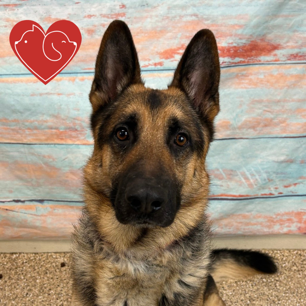 Bucky, an adoptable German Shepherd Dog in Cheyenne, WY, 82007 | Photo Image 1