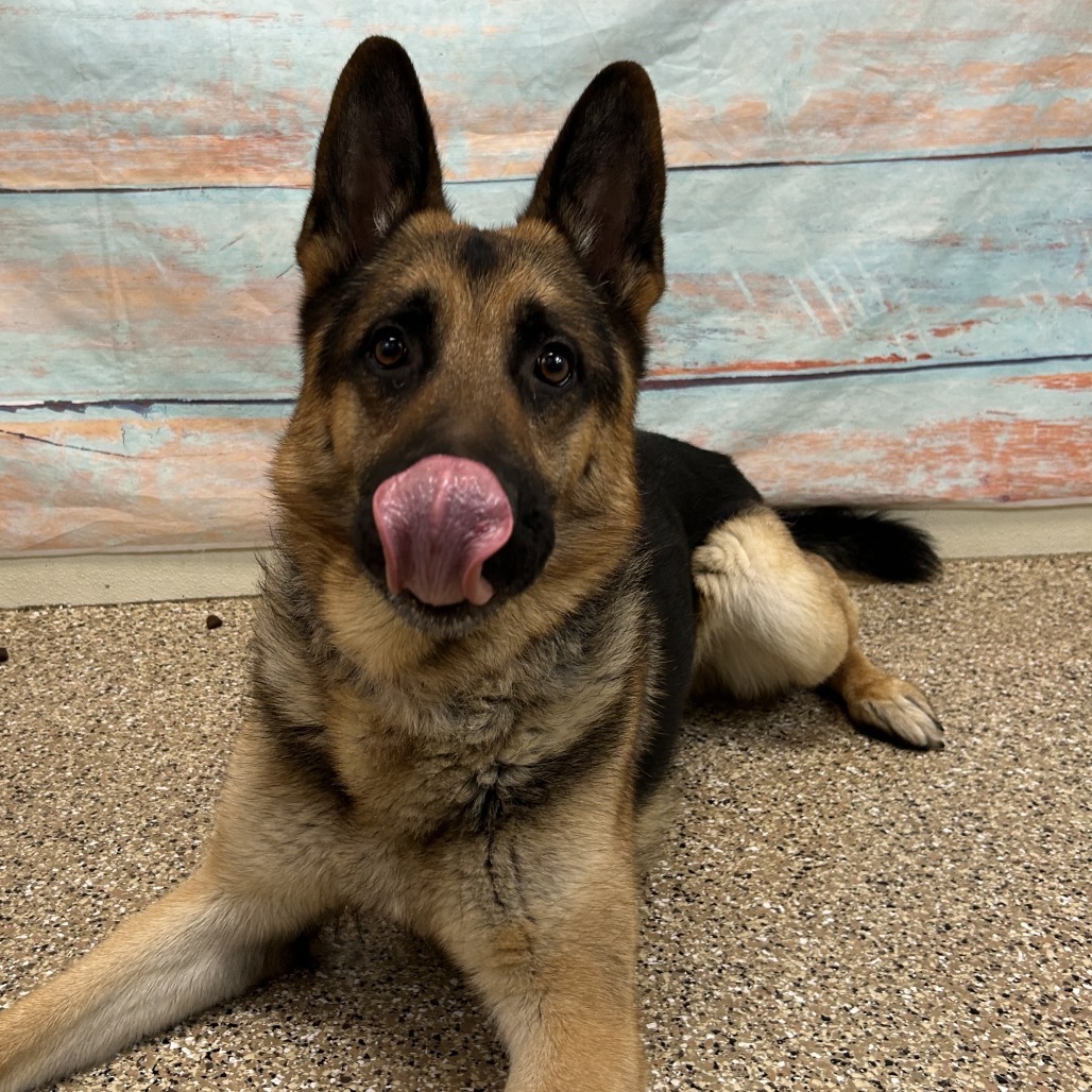 Bucky, an adoptable German Shepherd Dog in Cheyenne, WY, 82007 | Photo Image 2