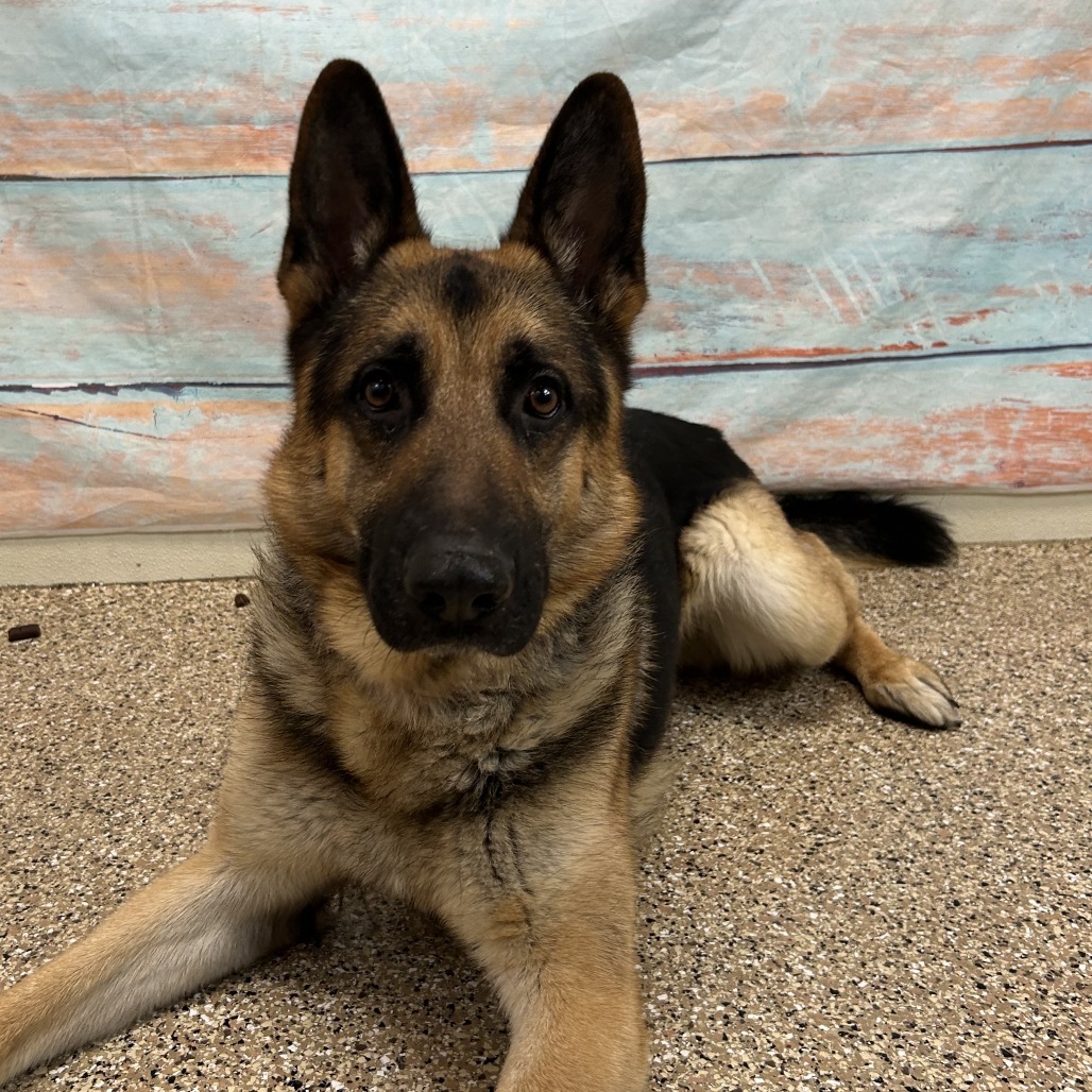 Bucky, an adoptable German Shepherd Dog in Cheyenne, WY, 82007 | Photo Image 3