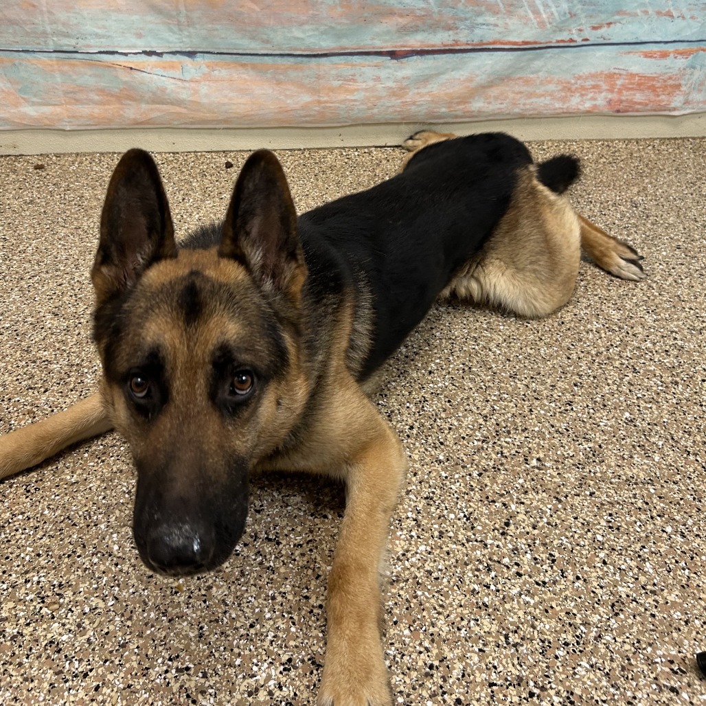 Bucky, an adoptable German Shepherd Dog in Cheyenne, WY, 82007 | Photo Image 4