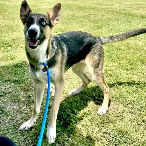 Aria, Young Female Mixed Breed