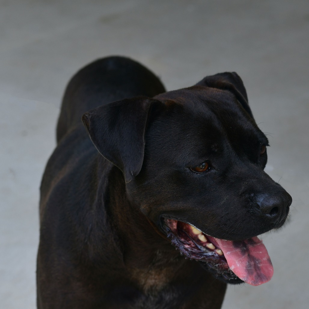 Bubba