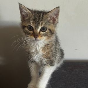Meet Serena a stunning little tabby girl with the sweetest face and the softest
