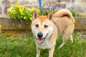Sakura, Adult Female Shiba Inu