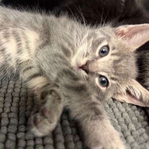Lord Fluffington photo 1