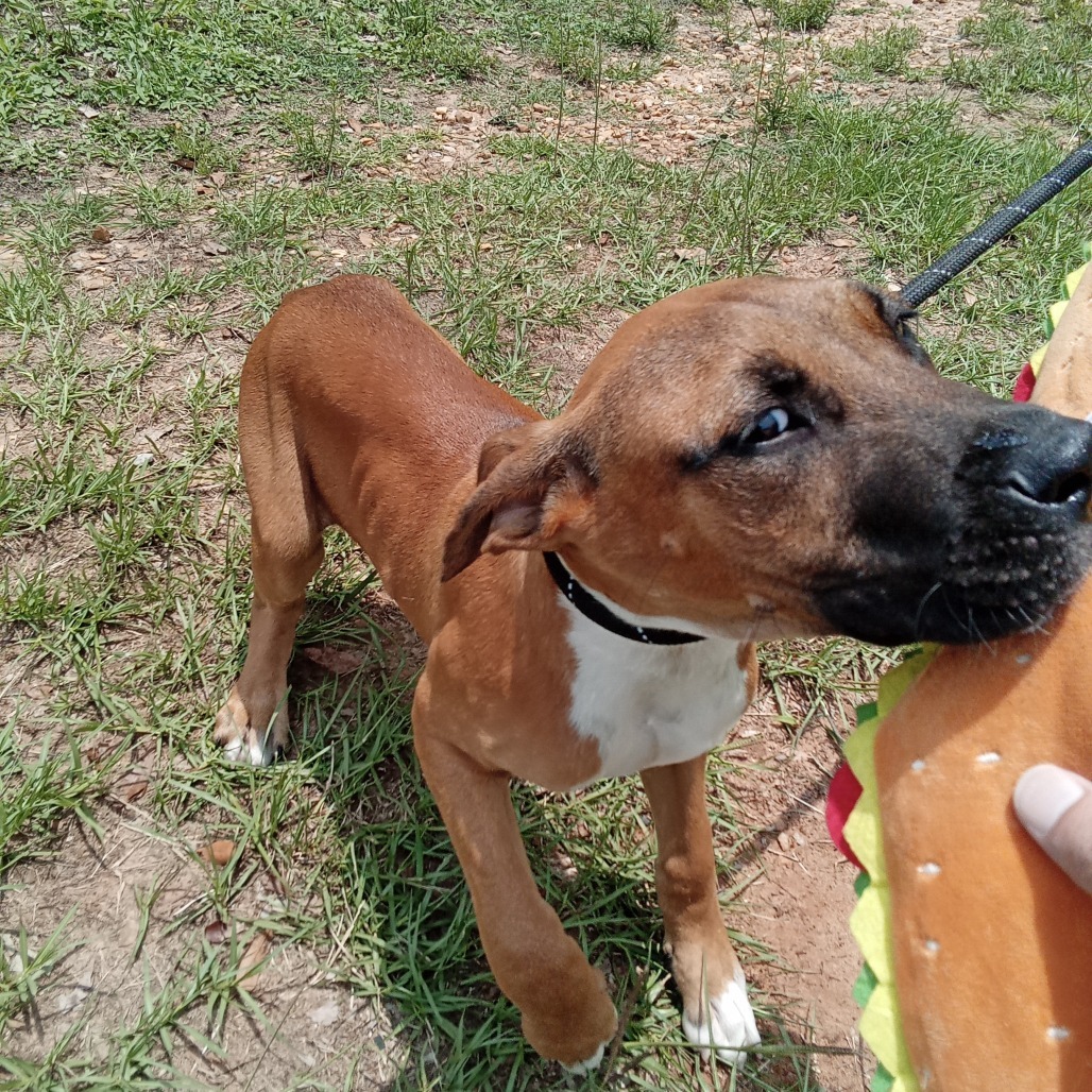 scooby